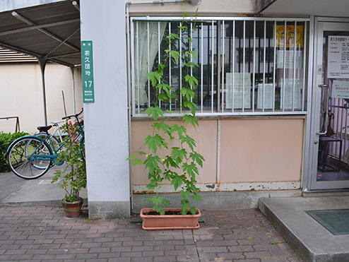 第十回茶話会 （これから茶話会 緑のカーテン〜摘芯編〜）あさがお