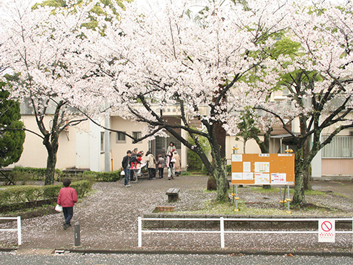 第八回茶話会 （これから茶話会 お花見会）の桜