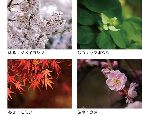はる:ソメイヨシノ なつ:ヤマボウシ あき:モミジ ふゆ:ウメ