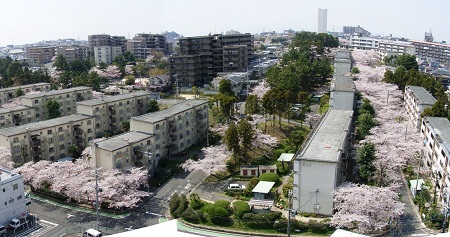 写真:桜並木