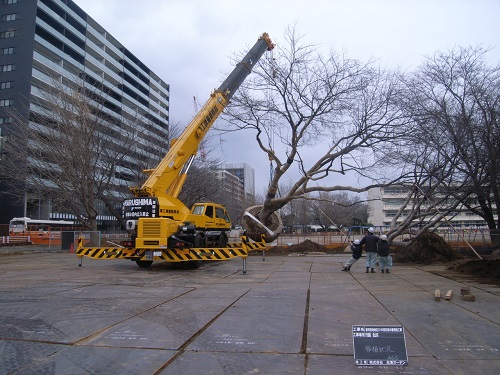 移植した当時の様子の写真（クレーンで桜を移植先まで運んでいます）