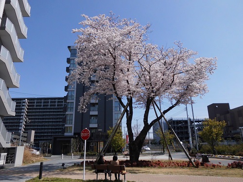 移植した桜がある駅前広場の写真