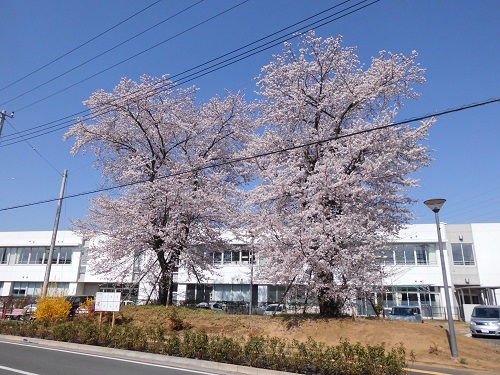移転した小学校に移植した桜の写真