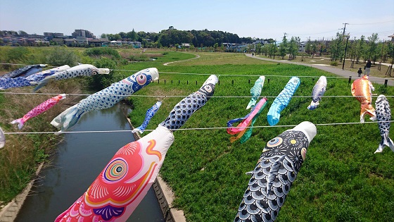 大堀川水辺公園に、泳ぐこいのぼりの写真