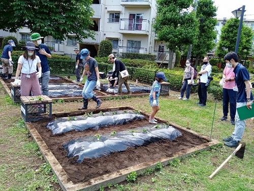参加者がサツマイモの苗を植えている写真