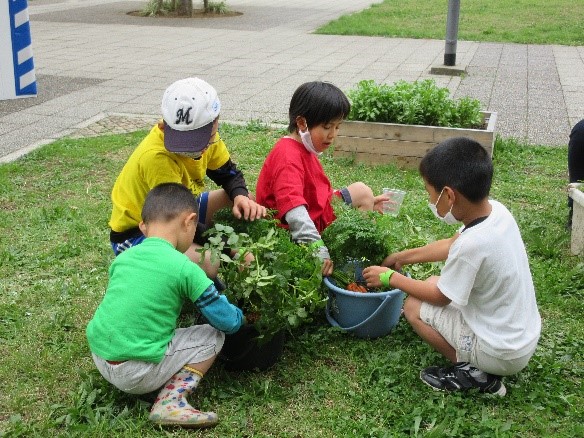 野菜を収穫している子どもたち