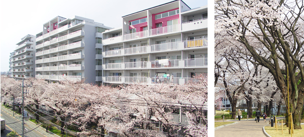 サンヴァリエ桜堤 保存樹:サクラ(写真)
