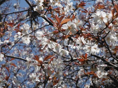 写真：満開の山桜