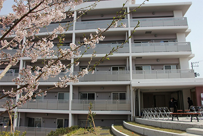 写真：桜