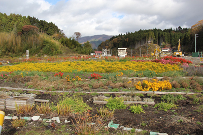 写真：陸前高田　ちっちゃな花畑