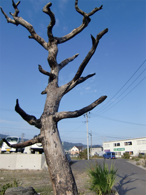 写真：町役場付近の様子