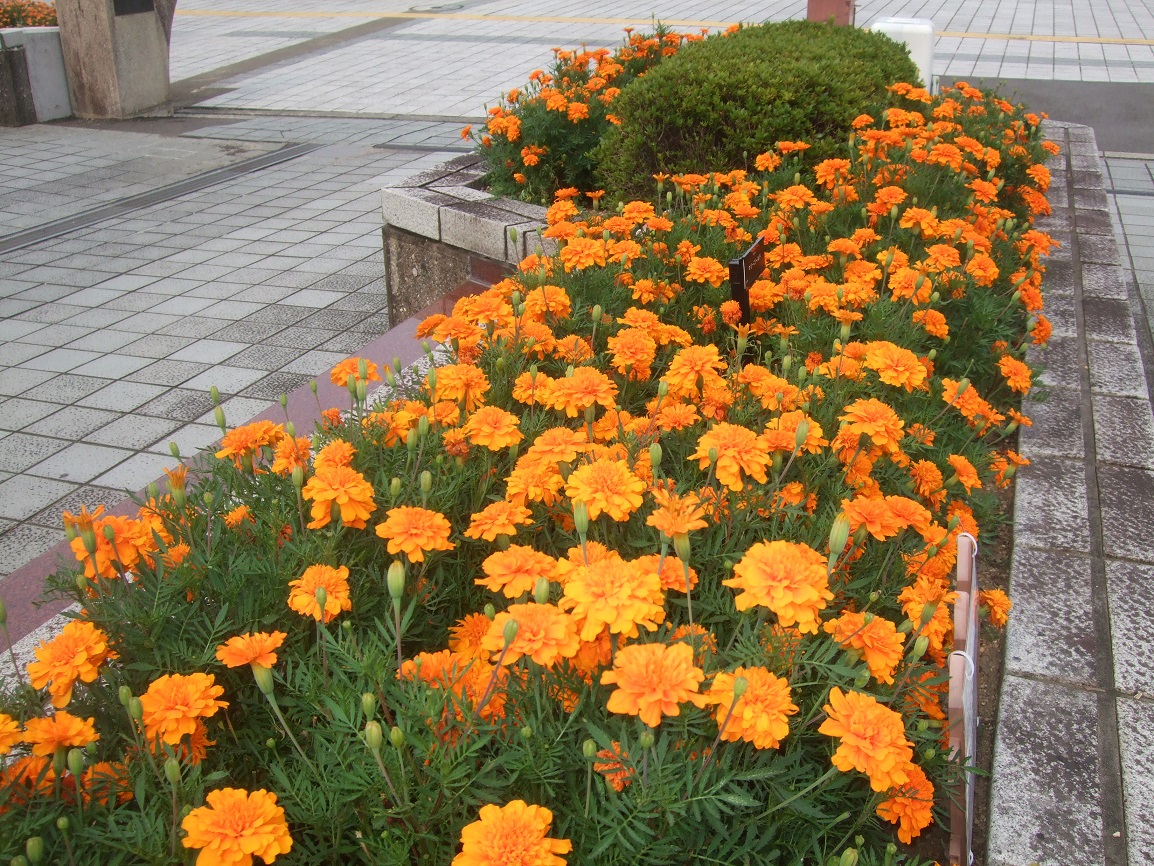 春の花植え その後のご報告 ｕｒ都市機構