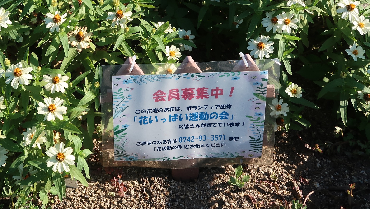 春の花植え その後のご報告 ｕｒ都市機構