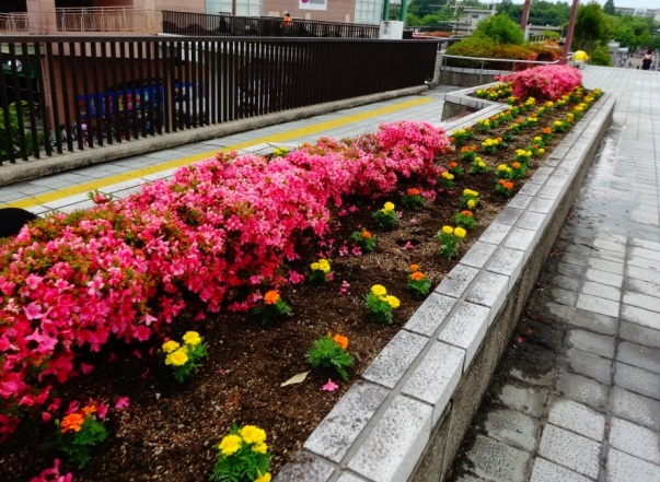 写真３：高の原・春の花植え（植栽後）