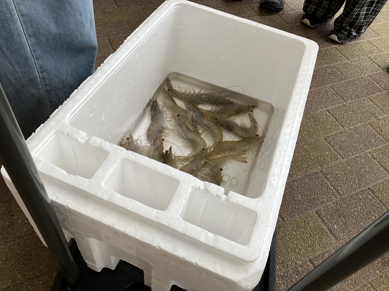 出荷する養殖エビ